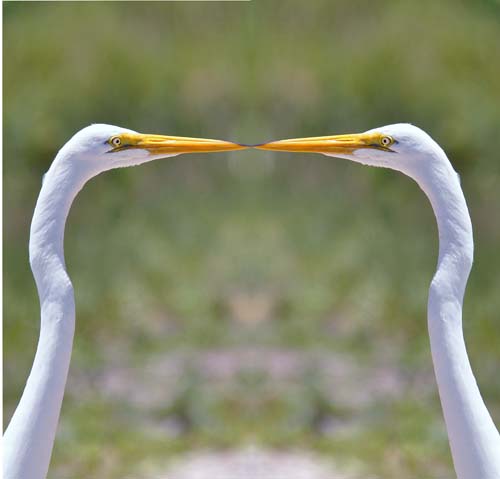Egrets